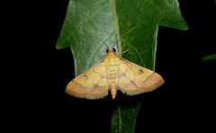 Ischnurges luteomarginalis