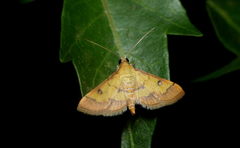Ischnurges luteomarginalis