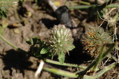 Trifolium diffusum