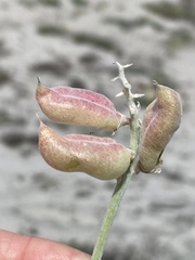 Astragalus anemophilus