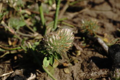 Trifolium diffusum