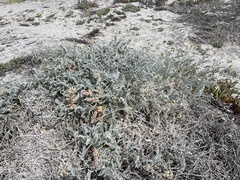 Astragalus anemophilus