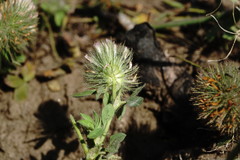 Trifolium diffusum