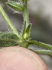 Cryptantha arenophila