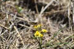 Panoquina panoquin