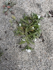 Cryptantha arenophila