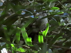 Trochocercus cyanomelas cyanomelas