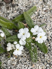 Cryptantha arenophila