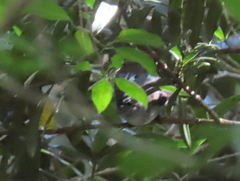 Trochocercus cyanomelas cyanomelas