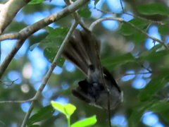 Trochocercus cyanomelas cyanomelas
