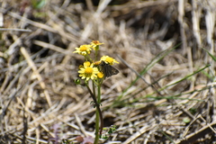 Panoquina panoquin
