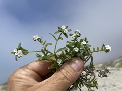 Cryptantha arenophila