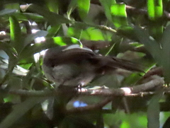Trochocercus cyanomelas cyanomelas