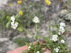 Cryptantha arenophila