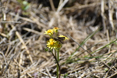 Panoquina panoquin