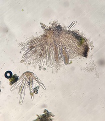 Pertusaria pustulata