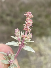 Atriplex watsonii