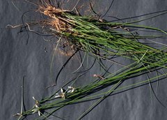 Cyperus margaritaceus