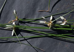 Cyperus margaritaceus