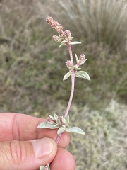 Atriplex watsonii