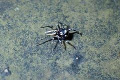 Phintella bifurcilinea