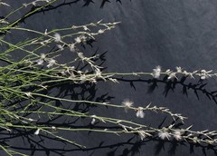 Sericorema remotiflora