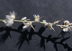 Sericorema remotiflora