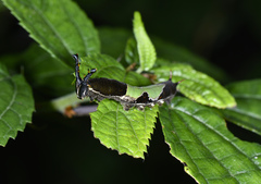 Stibochiona nicea