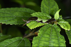 Stibochiona nicea