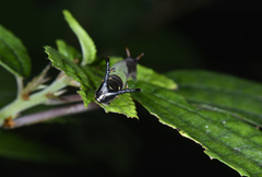 Stibochiona nicea