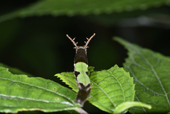 Stibochiona nicea