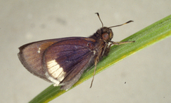 Cobalus virbius