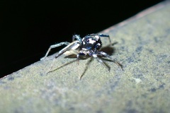 Phintella bifurcilinea