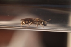 Lasioglossum