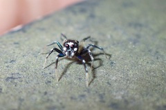 Phintella bifurcilinea