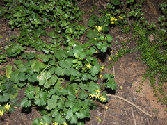 Cineraria lobata