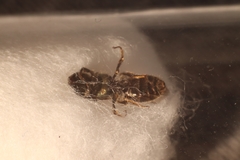 Lasioglossum