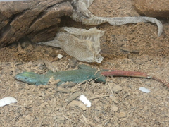 Platysaurus