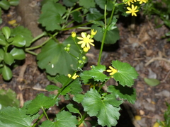 Cineraria lobata