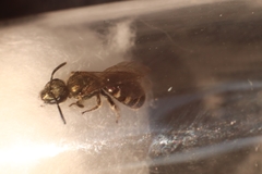 Lasioglossum