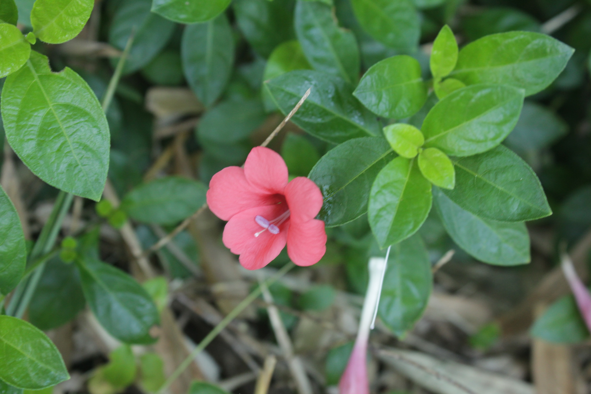 Barleria repens