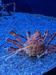 Macrocheira kaempferi