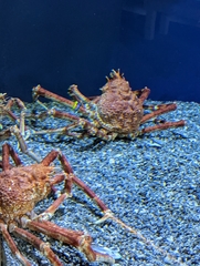 Macrocheira kaempferi