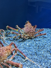 Macrocheira kaempferi