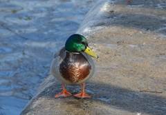 Anas platyrhynchos