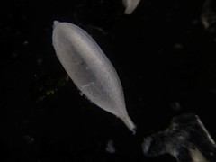 Lagena striata
