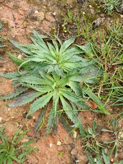 Plantago serraria
