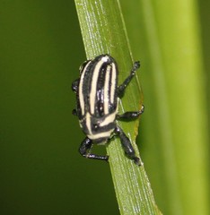 Alcidodes immutatus