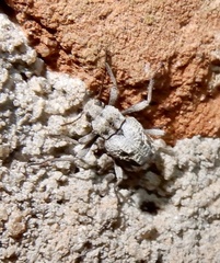 Stenochiini