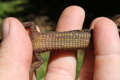 Lepidophyma flavimaculatum
